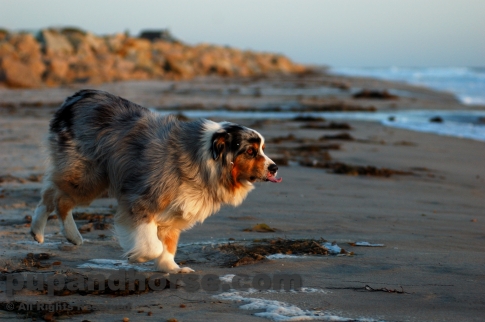 http://pupandhorse.com/dog-stock-photos/stock-photo/australian-shepherd-dog_pictures/n_dog-stock-photo_australian-shepherd_picture_beach_00064.JPG