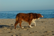 Border Collie Stock Photo - Royalty Free Stock Photography dog stock photo