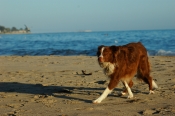 Border Collie Stock Photo - Royalty Free Stock Photography dog stock photo