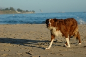 Border Collie Stock Photo - Royalty Free Stock Photography dog stock photo