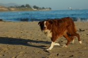 Border Collie Stock Photo - Royalty Free Stock Photography dog stock photo