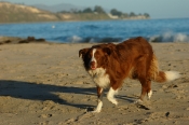 Border Collie Stock Photo - Royalty Free Stock Photography dog stock photo