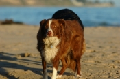Border Collie Stock Photo - Royalty Free Stock Photography dog stock photo