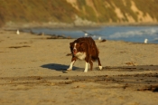 Border Collie Stock Photo - Royalty Free Stock Photography dog stock photo