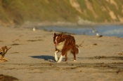 Border Collie Stock Photo - Royalty Free Stock Photography dog stock photo