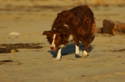 Border Collie Stock Photo - Royalty Free Stock Photography dog stock photo