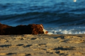 Border Collie Stock Photo - Royalty Free Stock Photography dog stock photo