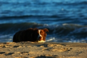 Border Collie Stock Photo - Royalty Free Stock Photography dog stock photo