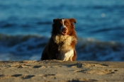 Border Collie Stock Photo - Royalty Free Stock Photography dog stock photo