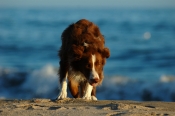 Border Collie Stock Photo - Royalty Free Stock Photography dog stock photo