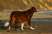Border Collie Stock Photo - Royalty Free Stock Photography dog stock photo