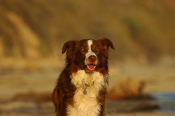 Border Collie Stock Photo - Royalty Free Stock Photography dog stock photo