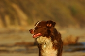 Border Collie Stock Photo - Royalty Free Stock Photography dog stock photo