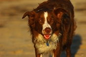 Border Collie Stock Photo - Royalty Free Stock Photography dog stock photo