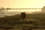 Border Collie Stock Photo - Royalty Free Stock Photography dog stock photo