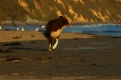 Border Collie Stock Photo - Royalty Free Stock Photography dog stock photo