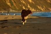 Border Collie Stock Photo - Royalty Free Stock Photography dog stock photo