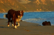 Border Collie Stock Photo - Royalty Free Stock Photography dog stock photo