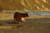 Border Collie Stock Photo - Royalty Free Stock Photography dog stock photo