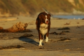 Border Collie Stock Photo - Royalty Free Stock Photography dog stock photo