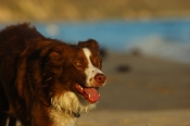 Border Collie Stock Photo - Royalty Free Stock Photography dog stock photo