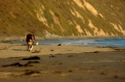 Border Collie Stock Photo - Royalty Free Stock Photography dog stock photo