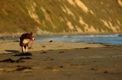 Border Collie Stock Photo - Royalty Free Stock Photography dog stock photo