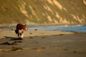 Border Collie Stock Photo - Royalty Free Stock Photography dog stock photo