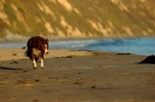 Border Collie Stock Photo - Royalty Free Stock Photography dog stock photo