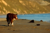 Border Collie Stock Photo - Royalty Free Stock Photography dog stock photo