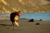 Border Collie Stock Photo - Royalty Free Stock Photography dog stock photo