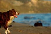 Border Collie Stock Photo - Royalty Free Stock Photography dog stock photo