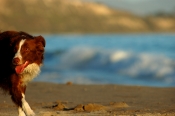 Border Collie Stock Photo - Royalty Free Stock Photography dog stock photo