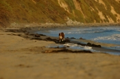 Border Collie Stock Photo - Royalty Free Stock Photography dog stock photo