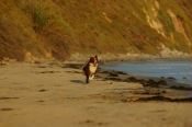 Border Collie Stock Photo - Royalty Free Stock Photography dog stock photo