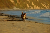 Border Collie Stock Photo - Royalty Free Stock Photography dog stock photo