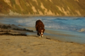 Border Collie Stock Photo - Royalty Free Stock Photography dog stock photo