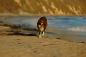 Border Collie Stock Photo - Royalty Free Stock Photography dog stock photo
