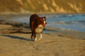 Border Collie Stock Photo - Royalty Free Stock Photography dog stock photo