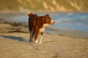 Border Collie Stock Photo - Royalty Free Stock Photography dog stock photo
