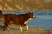 Border Collie Stock Photo - Royalty Free Stock Photography dog stock photo