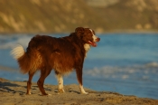 Border Collie Stock Photo - Royalty Free Stock Photography dog stock photo