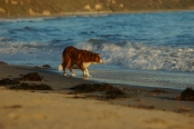 Border Collie Stock Photo - Royalty Free Stock Photography dog stock photo