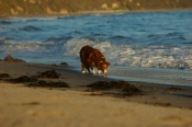 Border Collie Stock Photo - Royalty Free Stock Photography dog stock photo