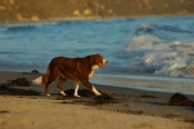 Border Collie Stock Photo - Royalty Free Stock Photography dog stock photo