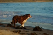 Border Collie Stock Photo - Royalty Free Stock Photography dog stock photo