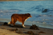 Border Collie Stock Photo - Royalty Free Stock Photography dog stock photo