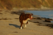 Border Collie Stock Photo - Royalty Free Stock Photography dog stock photo