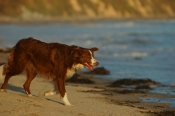 Border Collie Stock Photo - Royalty Free Stock Photography dog stock photo
