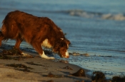 Border Collie Stock Photo - Royalty Free Stock Photography dog stock photo